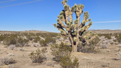 Joshua tree in the Mojave