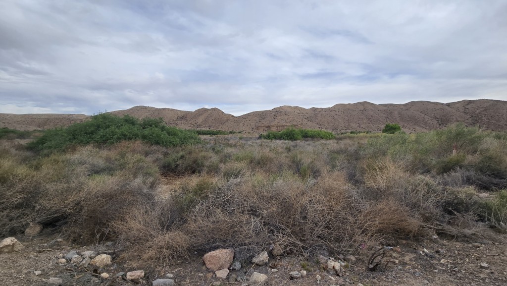 A wide panoramic view of the Mojave riverbed area featuring green shrubs and dry brush in the foreground, leading toward soft, rolling desert mountains under a cloudy sky.