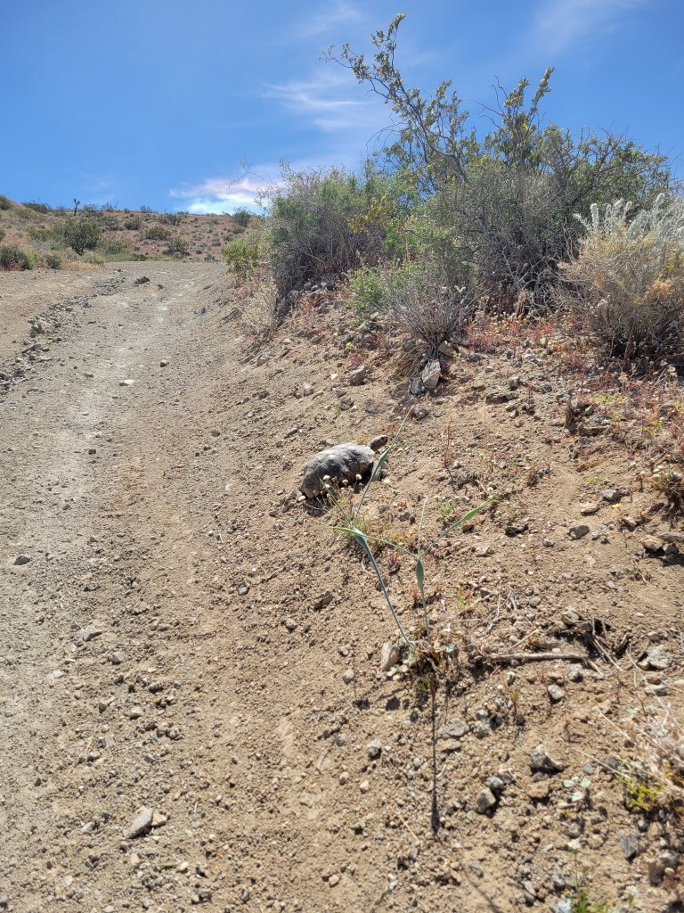 A desert tortoise walking across a dry, sandy trail on a sunny day. Sparse desert vegetation and a clear blue sky are in the background.